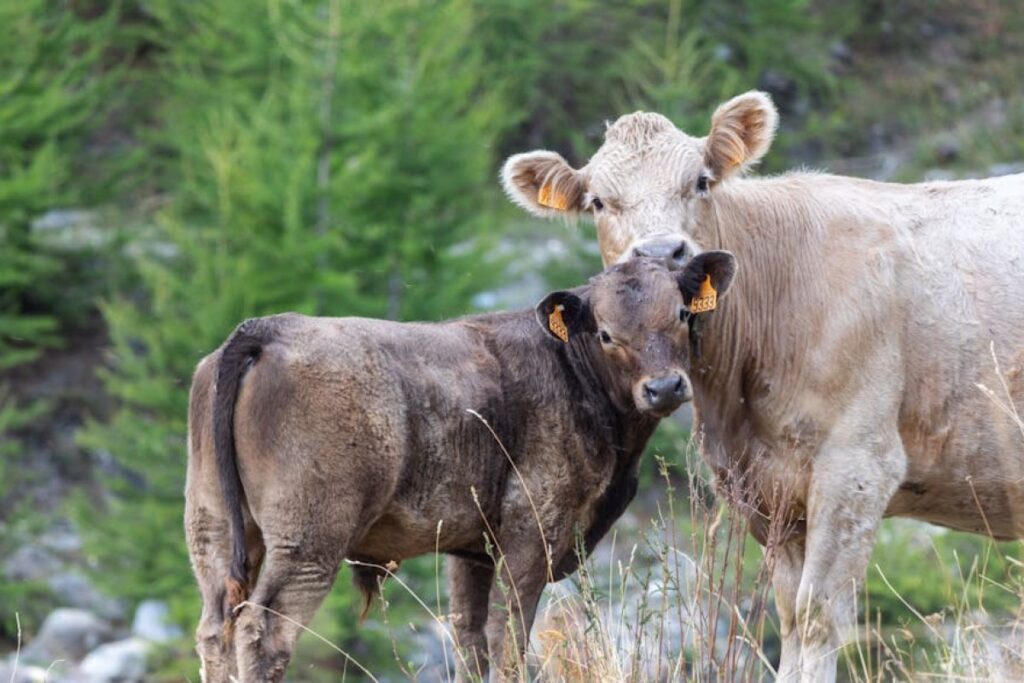 young bulls pasture