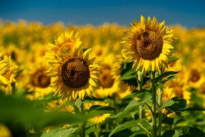 sunflower oil contamination