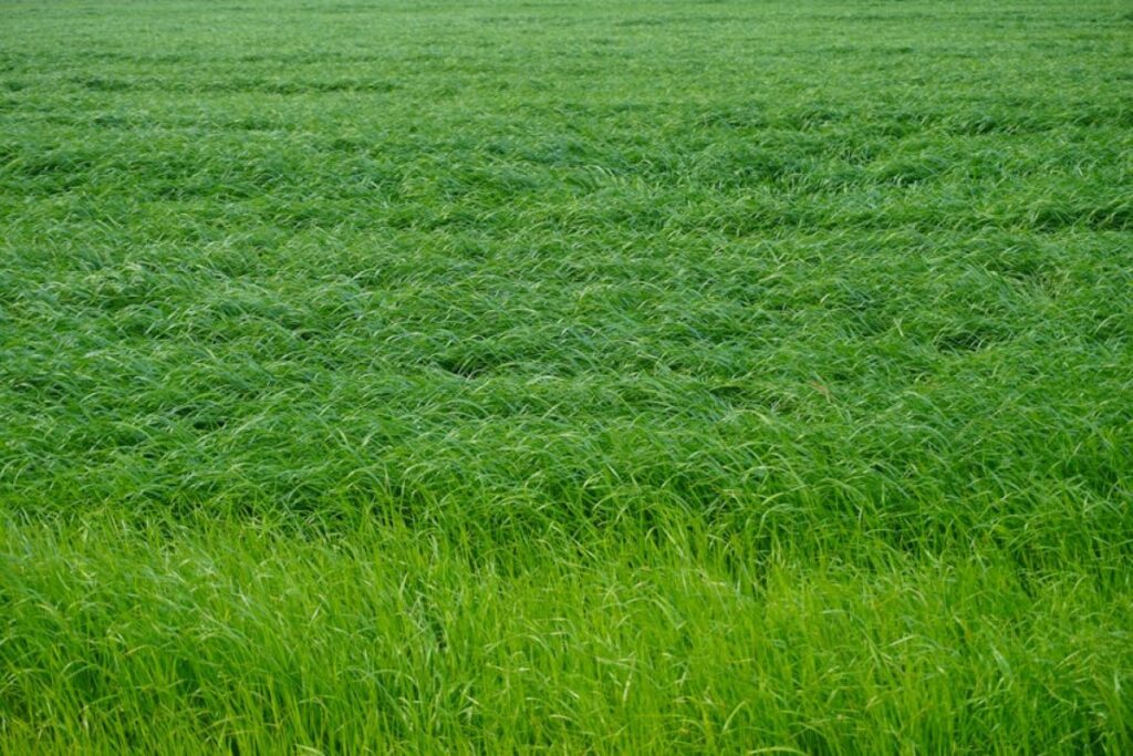 grass mixture