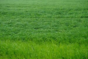 grass mixture
