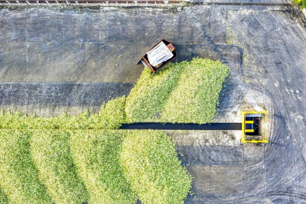 conveyor belt harvesting