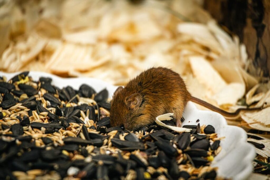 sunflower meal feed