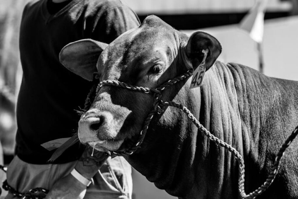 bull genetics
