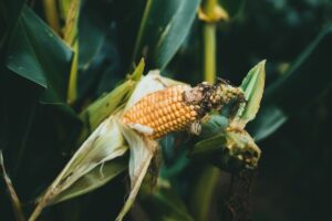 corn planter maintenance