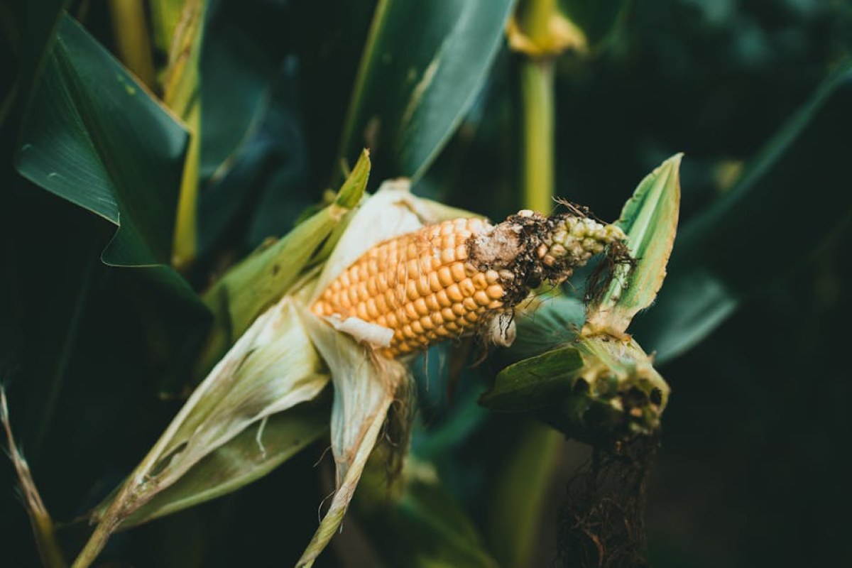 corn planter maintenance