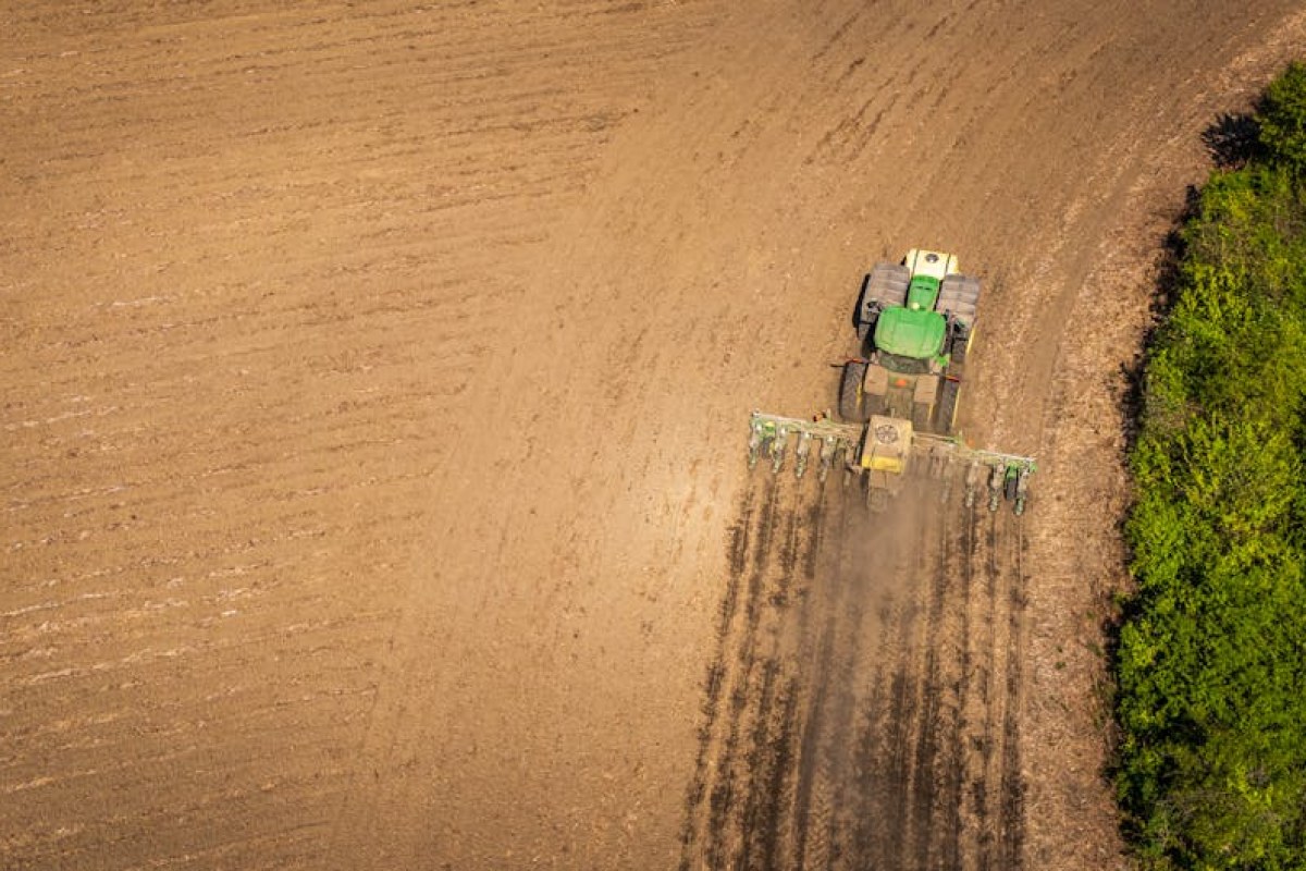 pumpkin field sowing