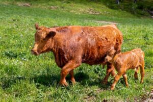 cow and calf