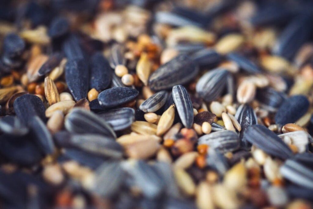 cleaned grain feed