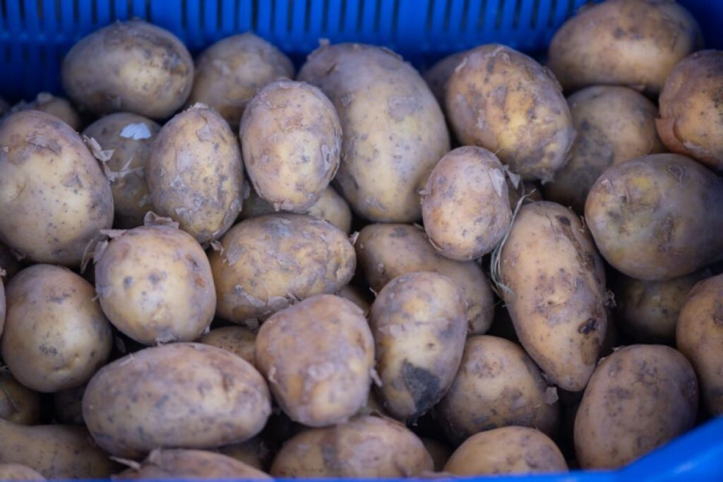 potatoes sprouts cattle