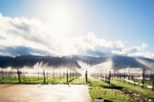 vineyard irrigation system