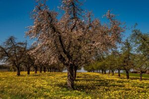 apple orchard spring frost