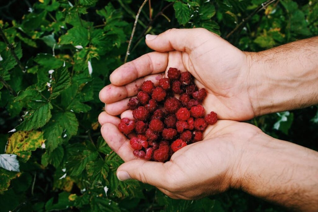 raspberry harvest