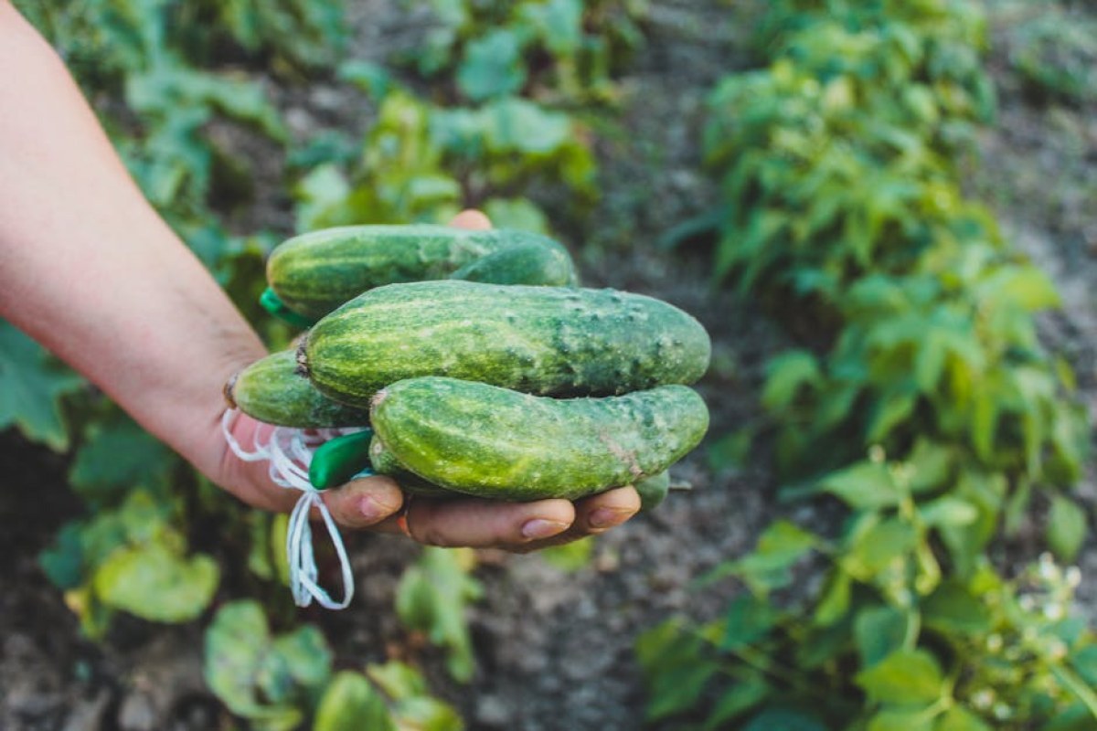 cucumbers field harvest
