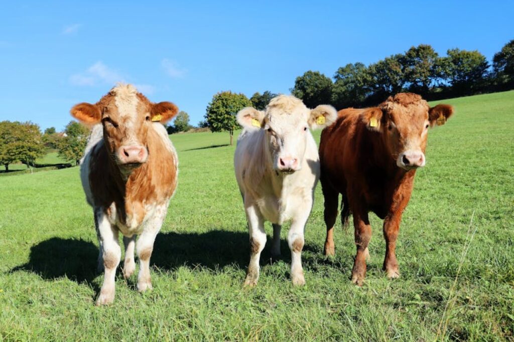 cows limousine field