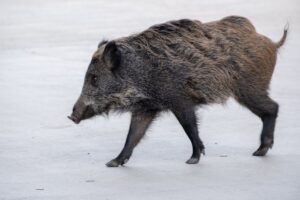 wild boar ASF