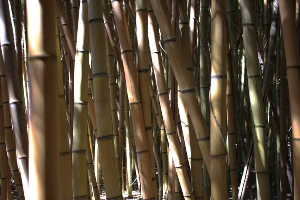 bamboo stick