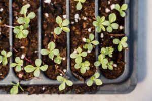 sorgo seeding trays