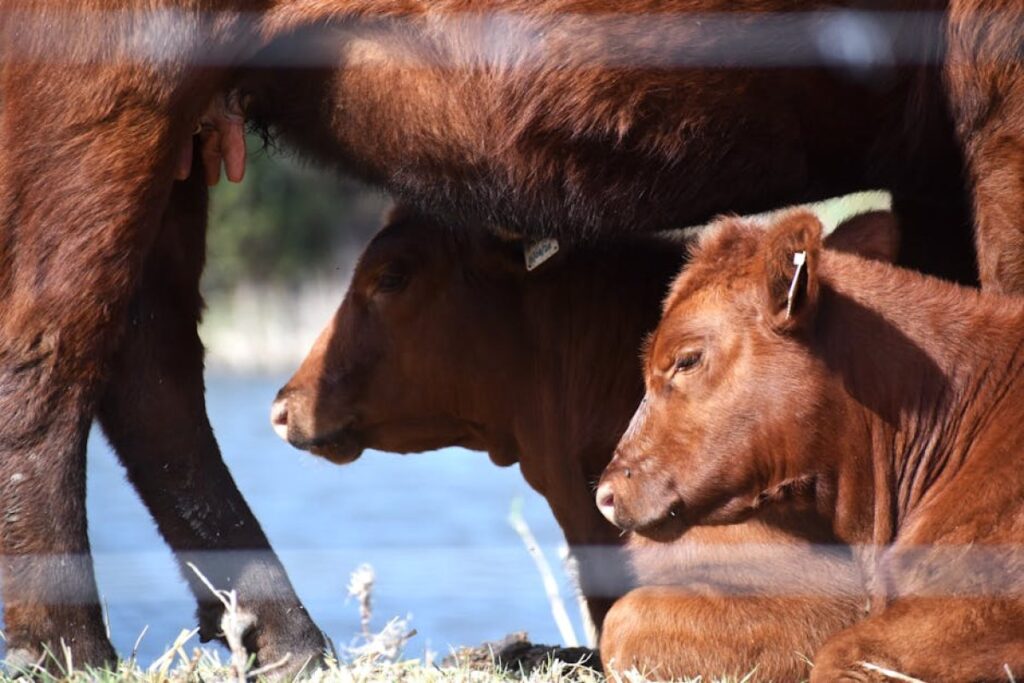 cattle calves