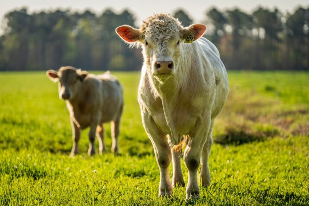 Charolais heifers