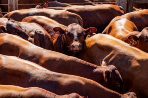 cattle
