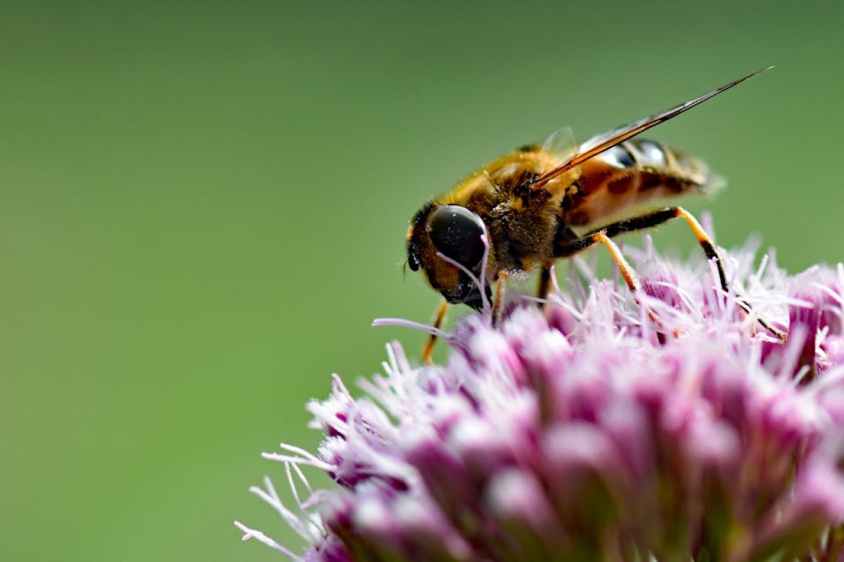 bee on flower