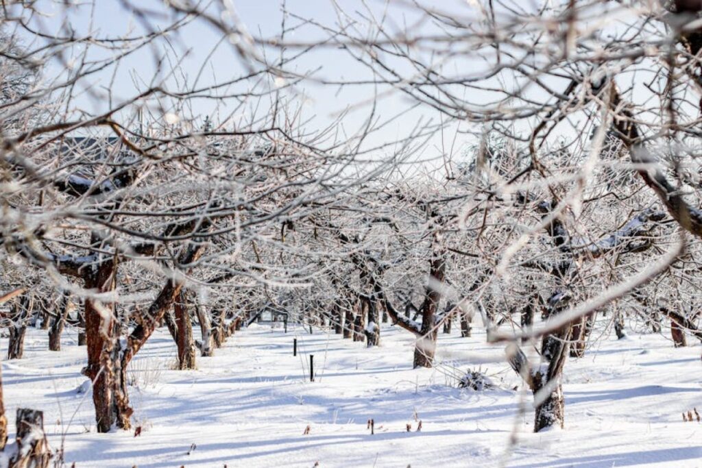 frost damaged orchard