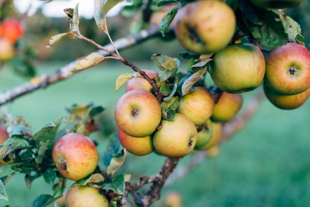 apple orchard scab