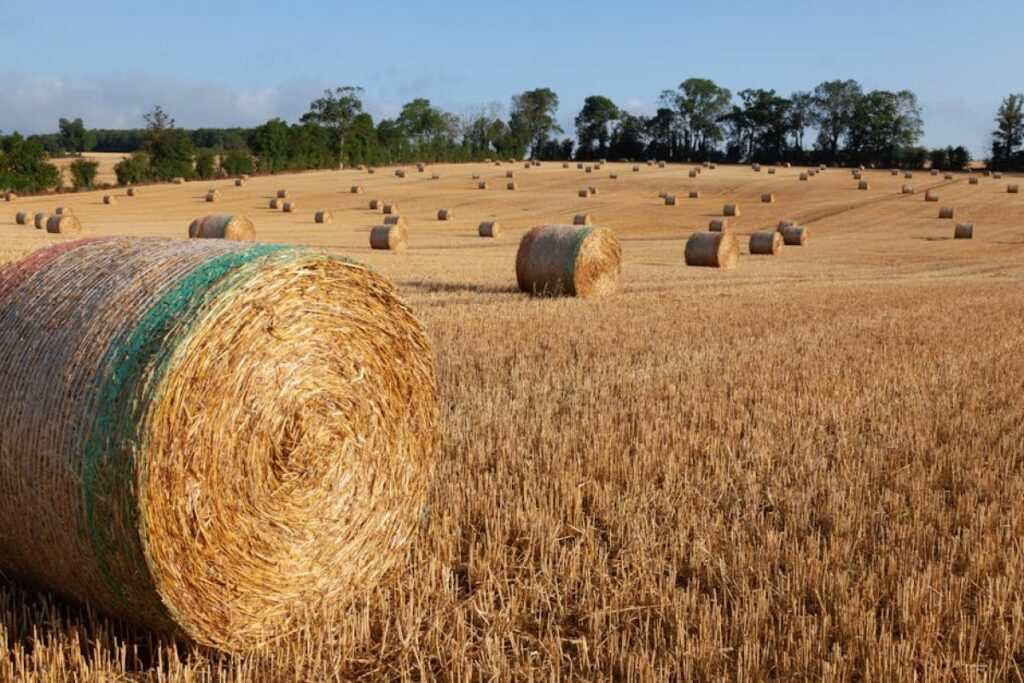 hay bales field