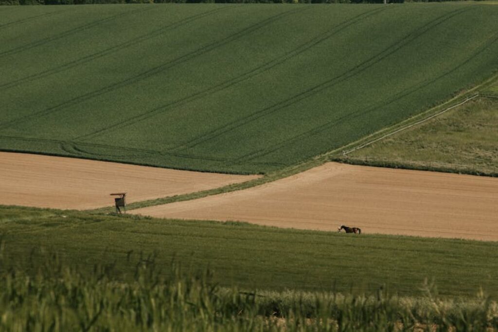 brony field