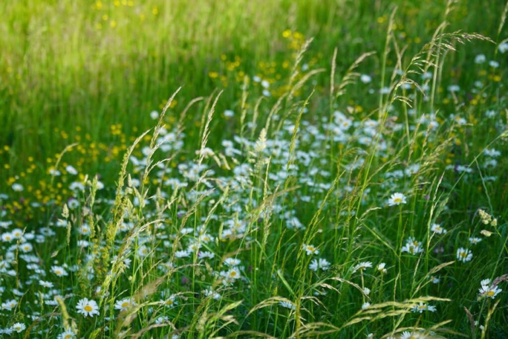 grass mixture