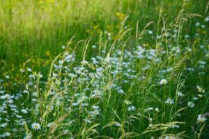 grass mixture