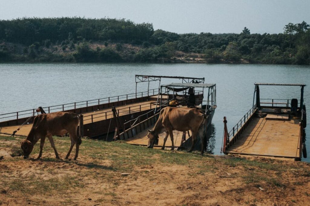 cattle transport