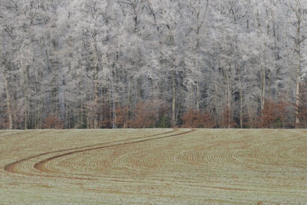 gruber Frost