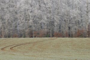 gruber Frost