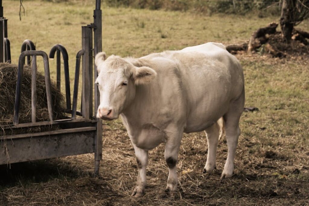 cattle feeder