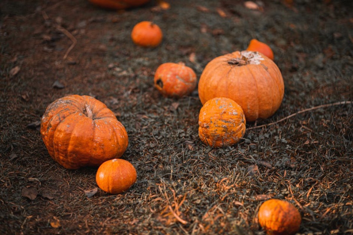 pumpkin field harvest