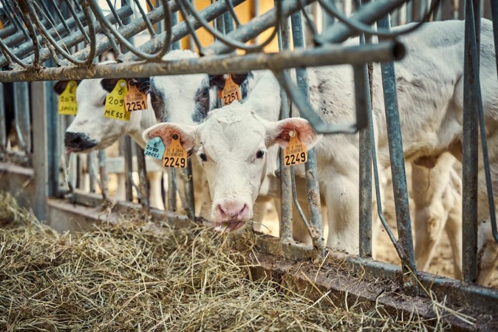 calf feeding machine