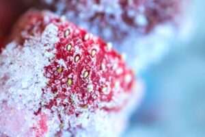 frozen strawberry field