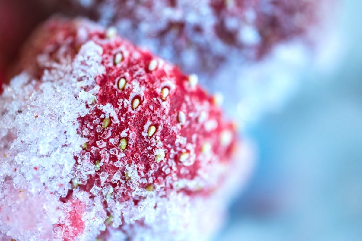 frozen strawberry field