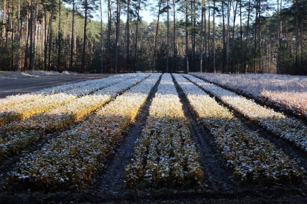 blueberry plantation frost damage