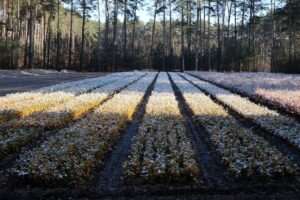 blueberry plantation frost damage