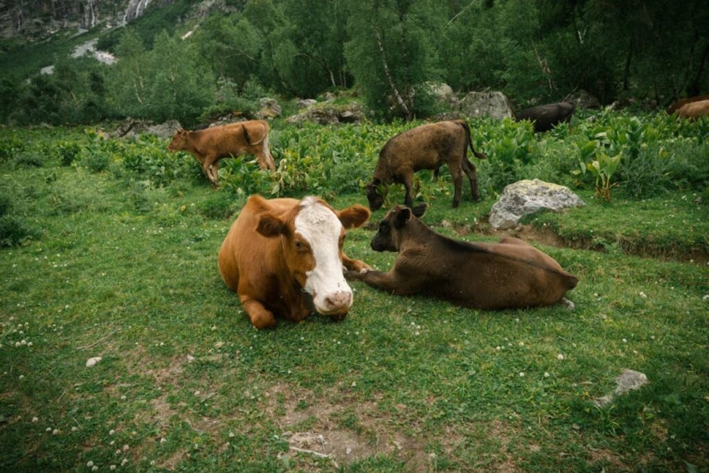 cattle