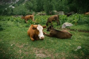 cattle