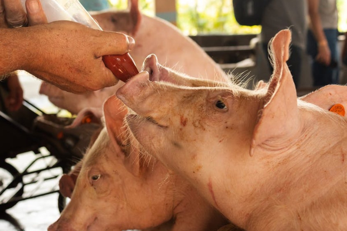 pig farm market