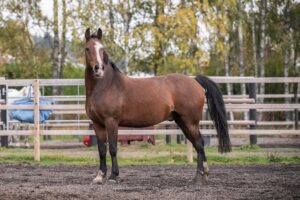 horse for sale