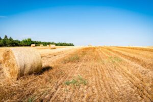 straw bales