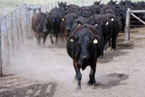 beef cattle herd