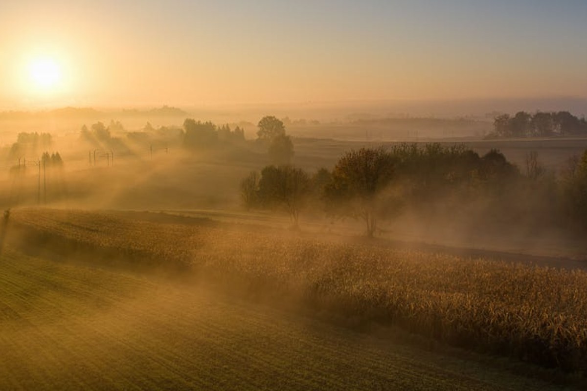 sorghum field Poland