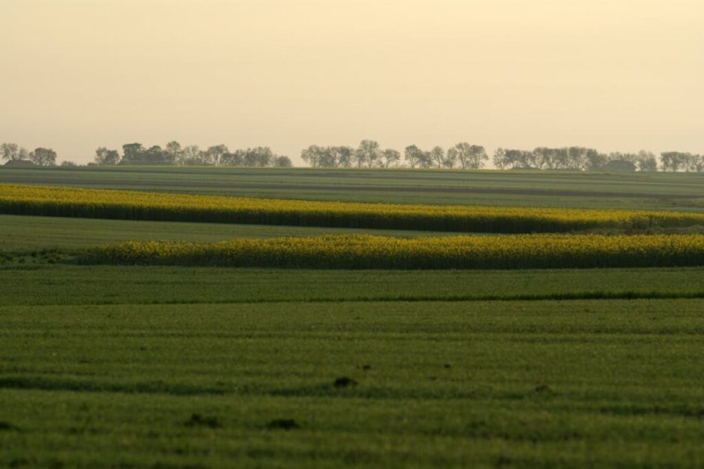 rapeseed field agriculture