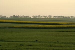 rapeseed field agriculture
